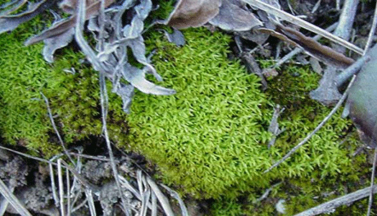 Saçları kuvvetlendiriyor. İşte şifa saçan ot