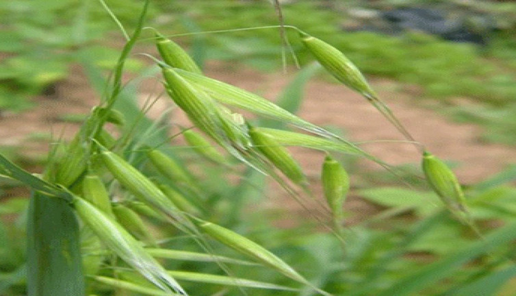 İktidarsızlığı gideriyor. Guatrı önlüyor. Faydaları saymakla bitmeyen ot ortaya çıktı