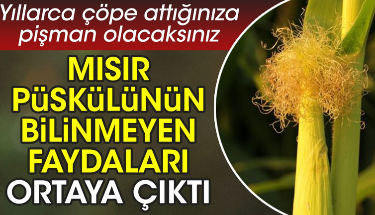 Mısır püskülünün bilinmeyen faydaları ortaya çıktı. Yıllarca çöpe attığınıza pişman olacaksınız