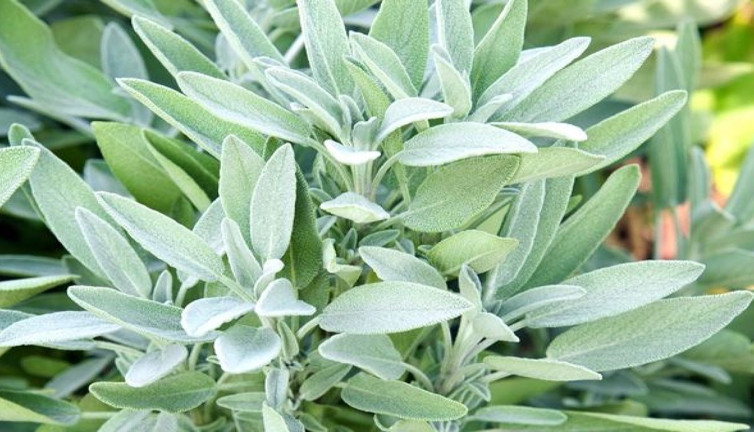 Mucize otla banyo yapan dipçik gibi oluyor