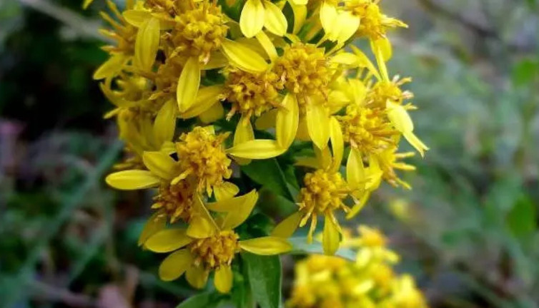 Uykusuzluğu giderir. Kalbi kuvvetlendirir. Yüksek tansiyonu düşürür. İşte o ot