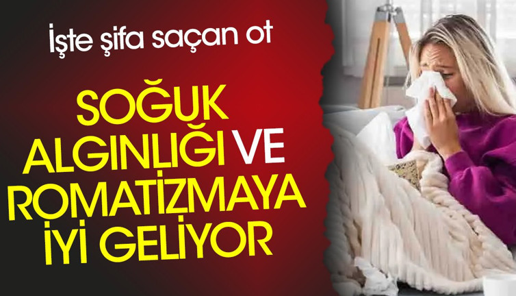 Soğuk algınlığı ve romatizmaya iyi geliyor. İşte şifa saçan ot