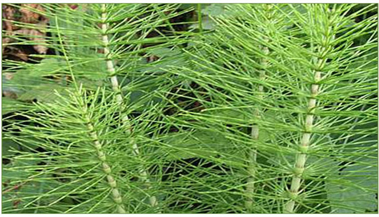 Karaciğer hastalıklarından romatizmaya kadar şifa saçıyor. Neredeyse faydalı olmadığı hastalık yok