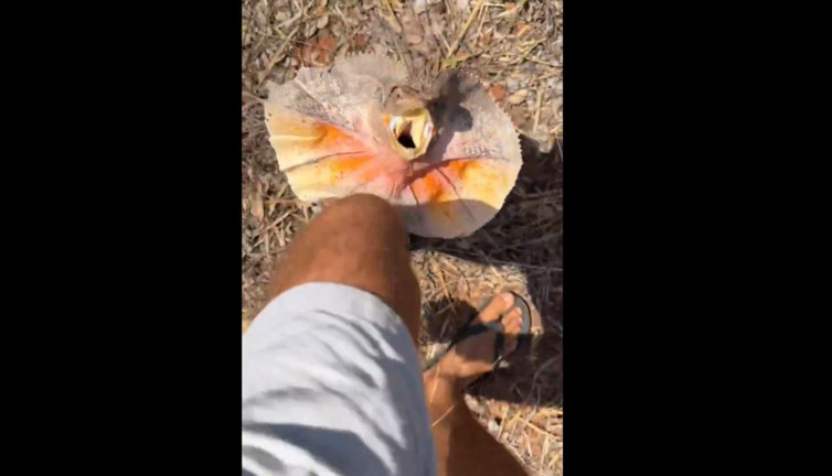 Fırfırlı Kertenkele ortaya çıktı. Adamın bacağına tutunarak gövde gösterisi yapan kertenkele sonra da kaçtı