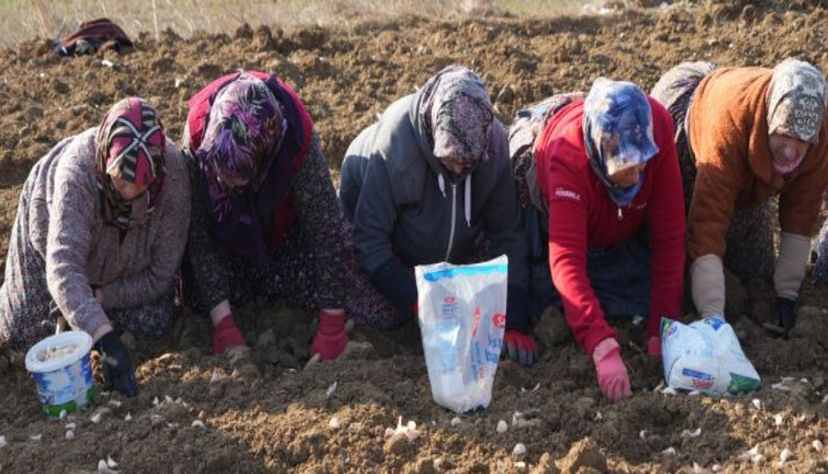 'Beyaz altın' toprakla buluştu. 4 bin ailenin geçim kaynağı