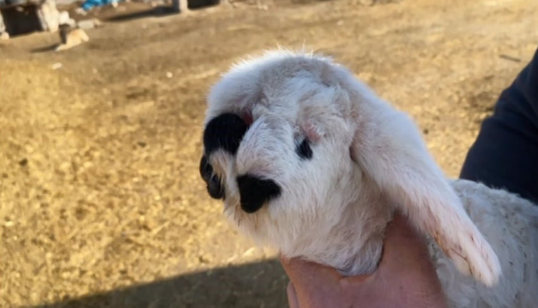 Kuzu akraba evliliği kurbanı çıktı! Sahibi bile görünce inanamadı