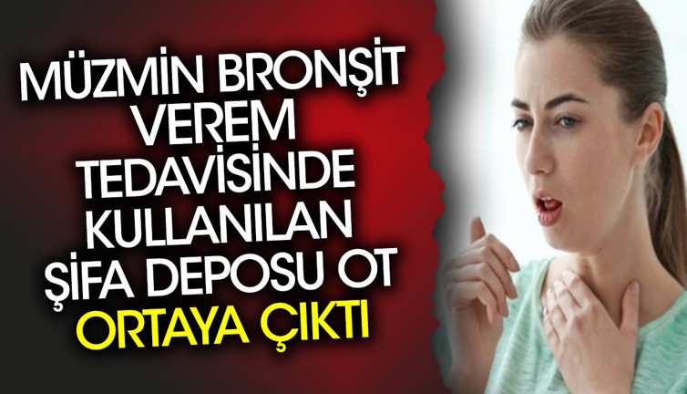 Müzmin bronşit verem tedavisinde kullanılan şifa deposu ot ortaya çıktı