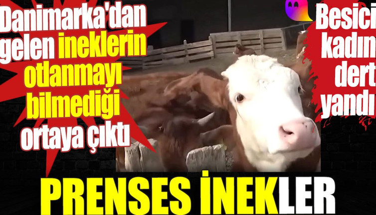 Prenses inekler. Danimarka'dan gelen ineklerin otlanmayı bilmediği ortaya çıktı