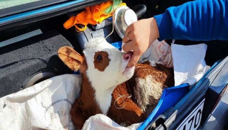 Buzağıya bagajda serum bağlandı