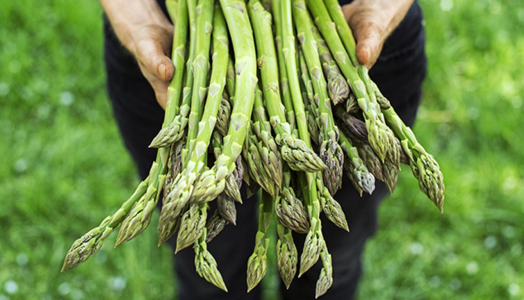Karaciğer şişkinliğini indirir. Sivilce ve egzamaya faydalıdır. İşte şifa saçan ot