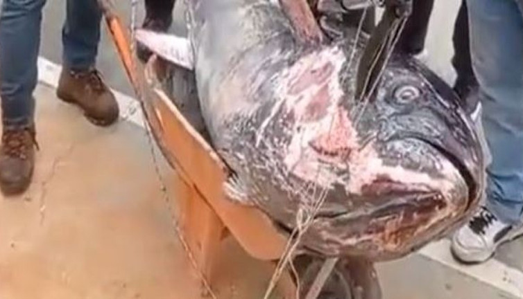 İstanbul Beykoz'da dev balık oltaya takıldı