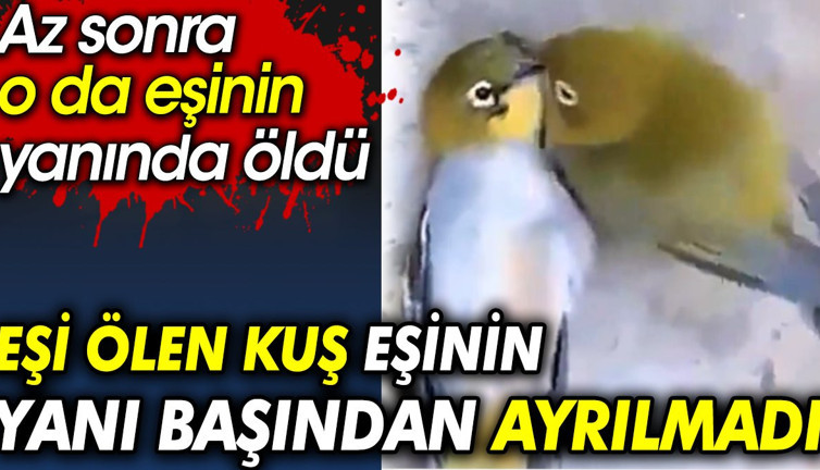 Eşi ölen kuş eşinin yanı başından ayrılmadı. Az sonra o da eşinin yanında öldü