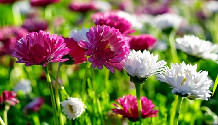 Egzama temriye gibi deri hastalıklarında şikayetleri giderir. Karaciğer hastalıklarında faydalıdır. İşte o ot