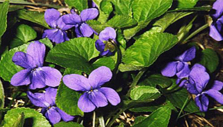 Kabızlık romatizma cilt hastalıklarına şifa oluyor. Boğmaca ve boğaz ağrılarında faydalıdır. İşte şifa deposu ot