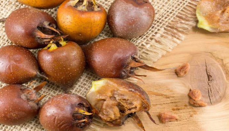 Ana karnındaki ceninin düşmesini önlüyor. Bağırsakların iyi çalışmasını sağlıyor. İşte şifa saçan ot