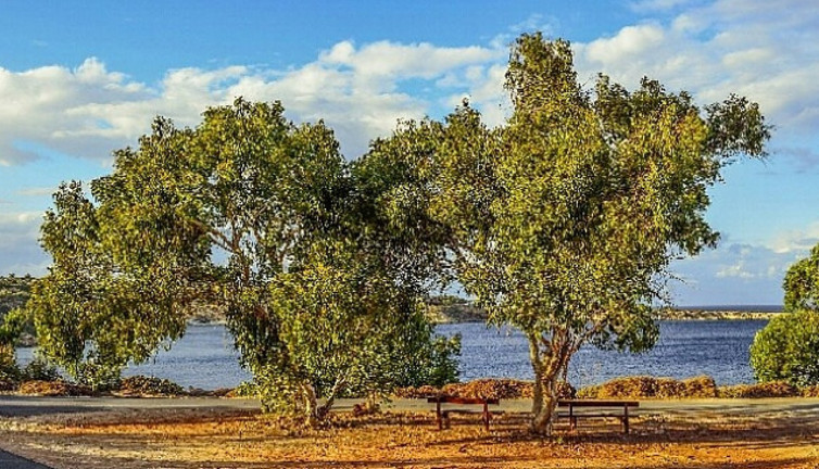 Astım ve veremde faydalı ot sıtmanın önünü alan ot ortaya çıktı. Basuru da bitiriyor