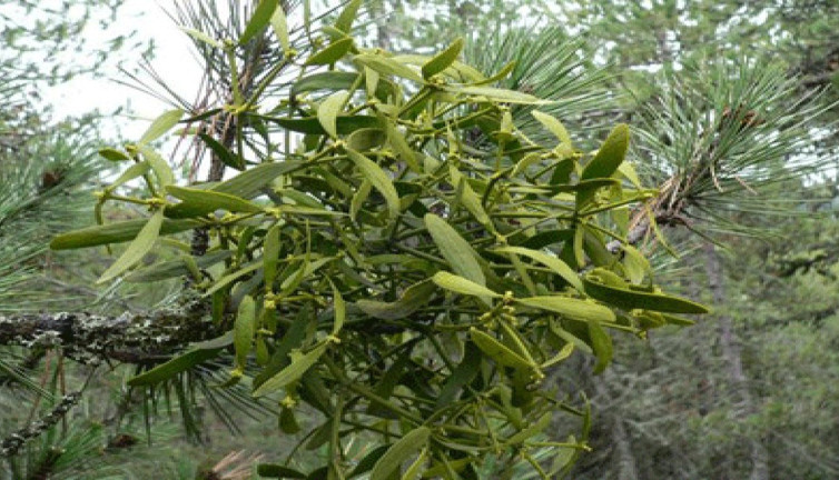 Yüksek tansiyonu düşürür. Nabzı yükseltir. Kalbin atışlarını artırır. İşte şifa saçan ot