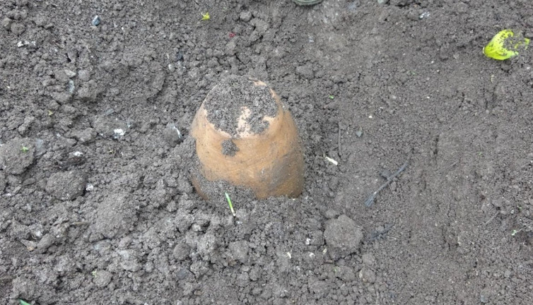 Toprağın altına gömüyorlar, 6 ay sonra 500 TL'den satıyorlar! Asırlık geleneği sürdürüyorlar