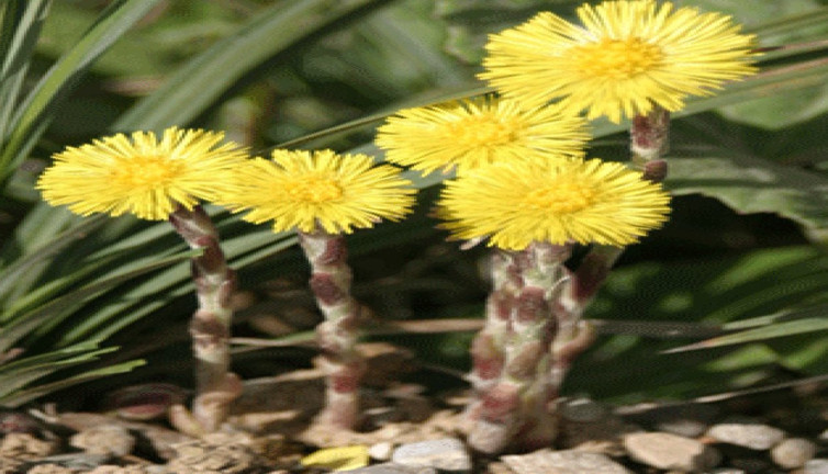 Balgam söküyor. Öksürüğü kesiyor. Solunum yolu hastalıklarına şifa olan ot ortaya çıktı