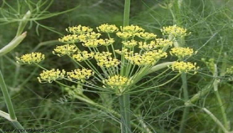 Boğmaca dalak hastalıklarına iyi geliyor. Kalp hastalıklarına romatizma faydalıdır. İşte şifa saçan ot