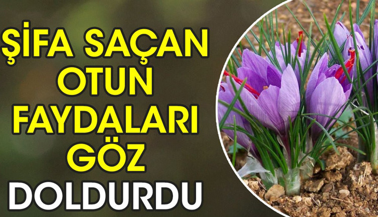 Öksürük bronşit ve astımda faydalıdır. Şifa saçan otun faydaları göz doldurdu