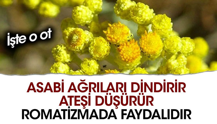 Asabi ağrıları dindirir. Ateşi düşürür. Romatizmada faydalıdır. İşte o ot