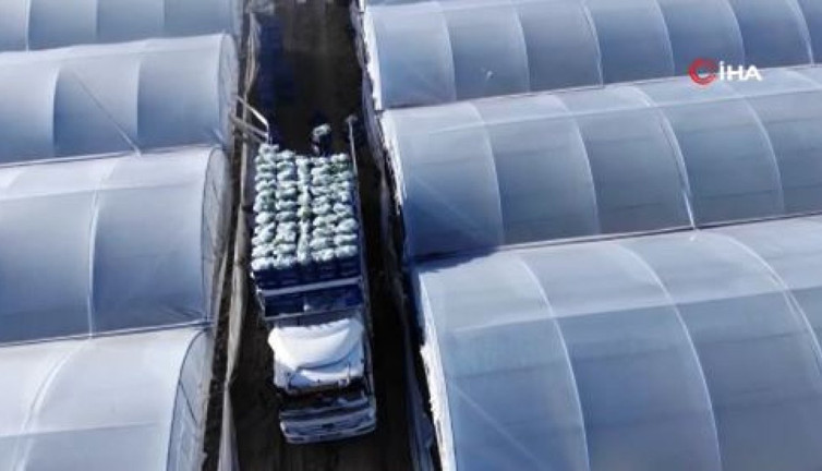 Tarlada kilosu 8 markette 49,95 TL. Küçük Antalya'da hasadı başladı 45 milyon adet ekildi