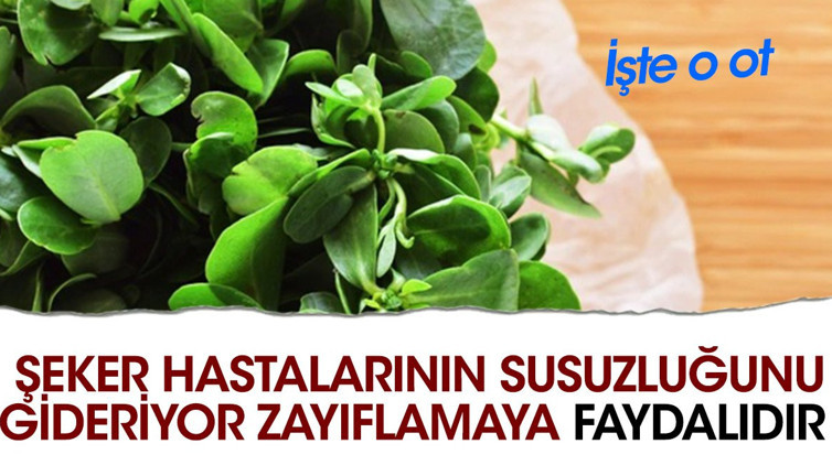 Şeker hastalarının susuzluğunu gideriyor. Zayıflamaya faydalıdır. İşte o ot
