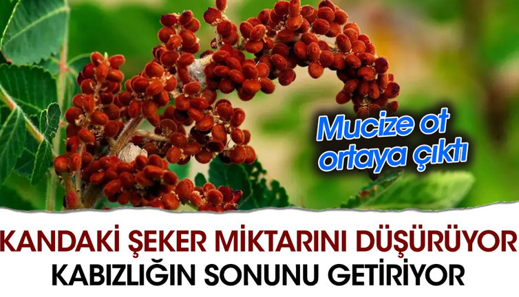 Kandaki şeker miktarını düşürüyor. Kabızlığın sonunu getiriyor. Mucize ot ortaya çıktı