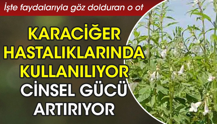 Karaciğer hastalıklarında kullanılıyor. Cinsel gücü artırıyor. İşte faydalarıyla göz dolduran o ot