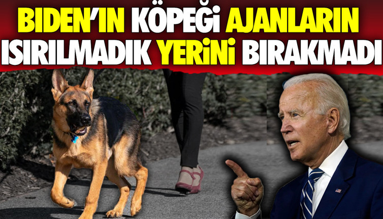 Biden'ın köpeği ajanların ısırılmadık yerini bırakmadı