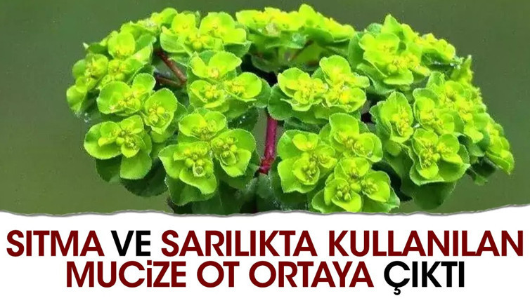 Sıtma ve sarılıkta kullanılan mucize ot ortaya çıktı