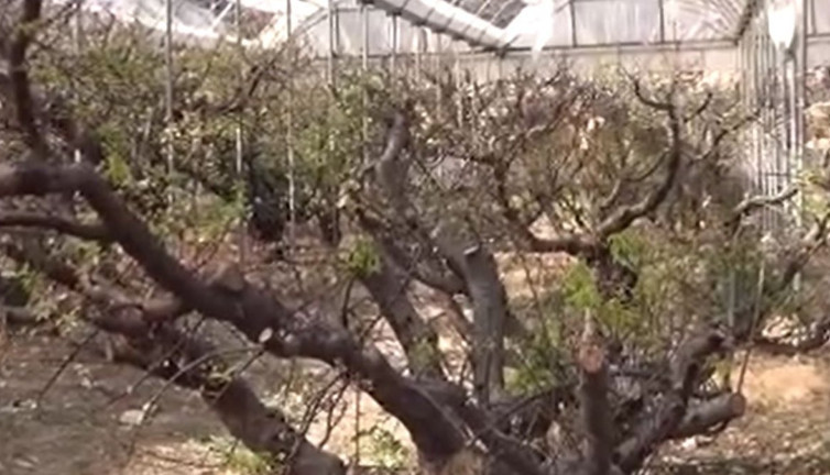 Örtü altında üretildi kilosu 1000 TL. Hasadı 15 gün sonra başlayacak