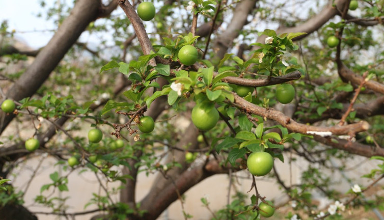 Bu eriğin kilosu 150 dolardan alıcı buluyor! Mersin'de üretilip dünyaya satılıyor