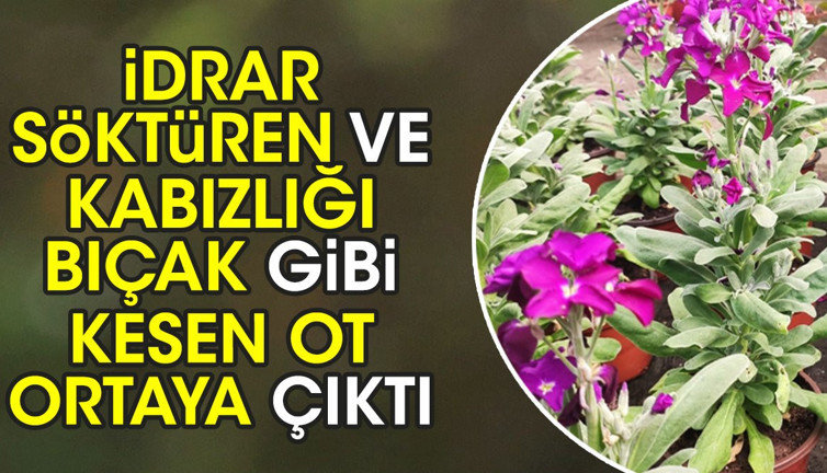 İdrar söktüren ve kabızlığı bıçak gibi kesen ot ortaya çıktı