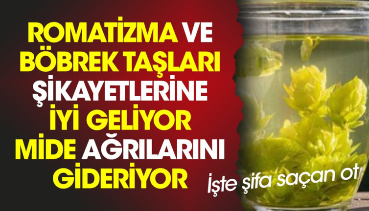 Romatizma ve böbrek taşları şikayetlerine iyi geliyor. Mide ağrılarını gideriyor. İşte şifa saçan ot