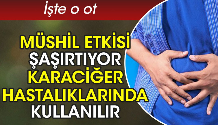 Müshil etkisi şaşırtıyor. Karaciğer hastalıklarında kullanılır. İşte o ot