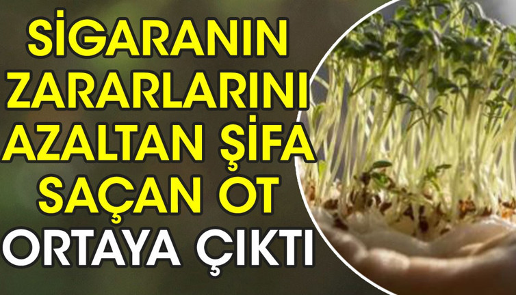 Sigaranın zararlarını azaltır. Suyu saç dökülmesini ve kepeklenmeyi önlüyor. İşte şifa saçan ot