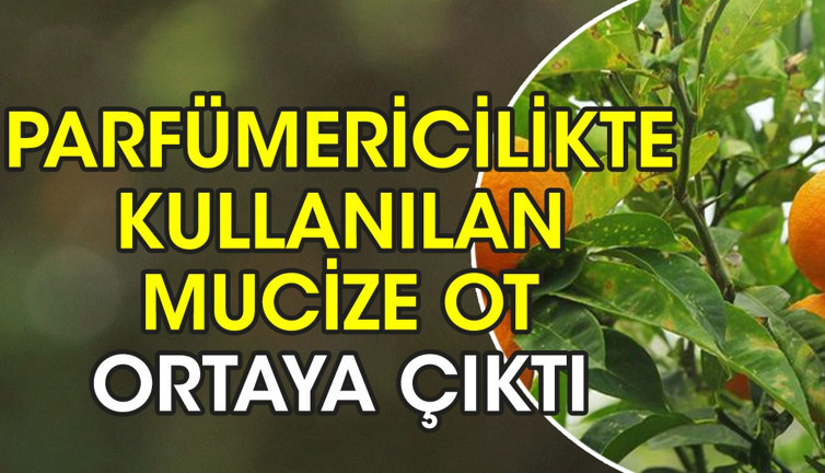 Parfümericilikte kullanılan mucize ot ortaya çıktı