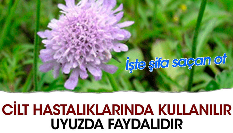 Cilt hastalıklarında kullanılır. Uyuzda faydalıdır. İşte şifa saçan ot