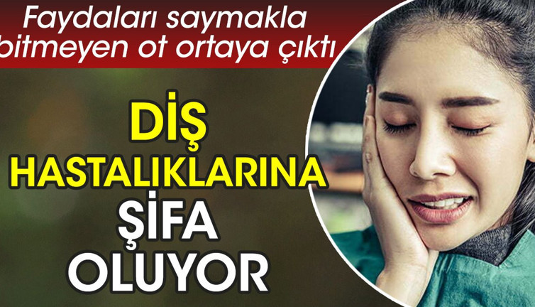 Diş hastalıklarına şifa oluyor. Faydaları saymakla bitmeyen ot ortaya çıktı