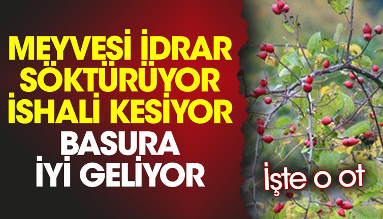 Meyvesi idrar söktürüyor. İshali kesiyor. Basura iyi geliyor. İşte o ot