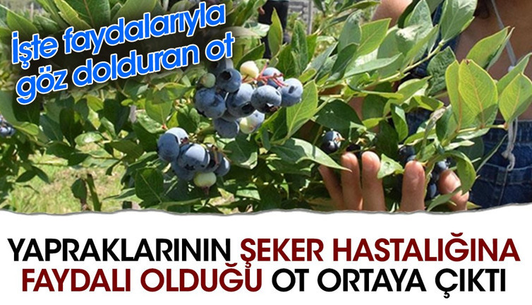 Yapraklarının şeker hastalığına faydalı olduğu ot ortaya çıktı