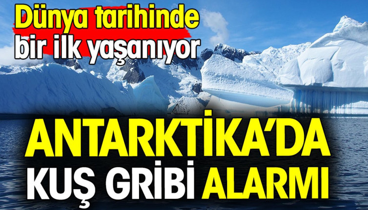 Antarktika'da kuş gribi alarmı! Dünya tarihinde bir ilk yaşanıyor