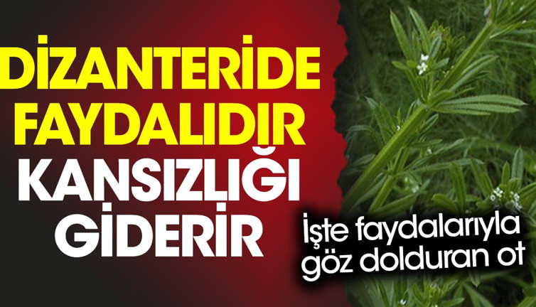 Dizanteride faydalıdır. Kansızlığı giderir. İşte faydalarıyla göz dolduran ot