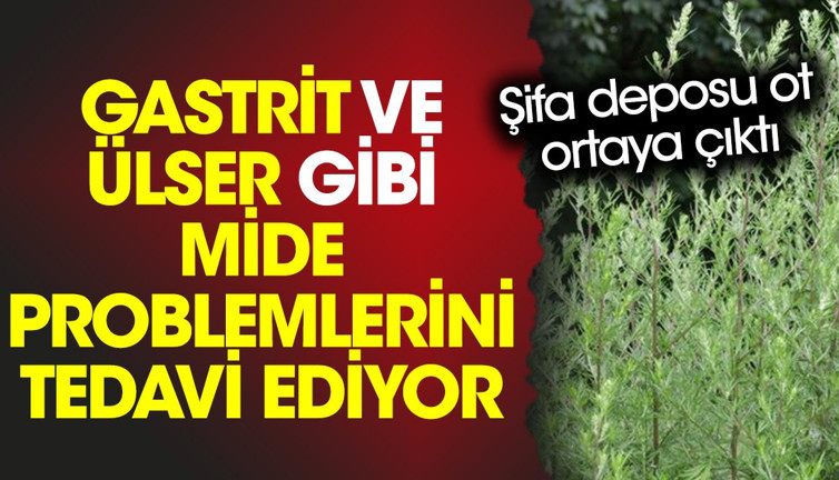 Gastrit ve ülser gibi mide problemlerini tedavi ediyor. Şifa deposu ot ortaya çıktı