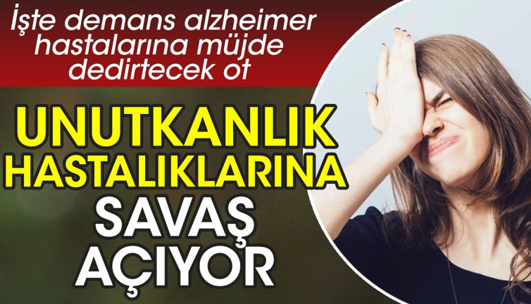 Unutkanlık hastalıklarına savaş açıyor. İşte demans alzheimer hastalarına müjde dedirtecek ot