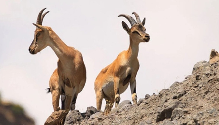 5 yaşındaki yaban keçisini avlayan şahıs unutamayacağı bir ceza aldı