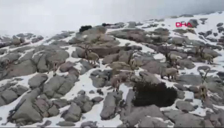 Yaban keçisi vuran avcıya 311 bin 522 lira ceza