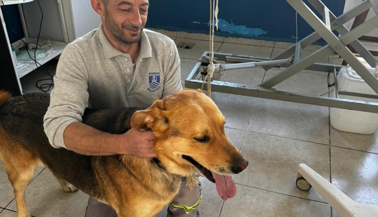 Zehirlenen hayvanlar belediye ekipleri tarafından kurtarıldı